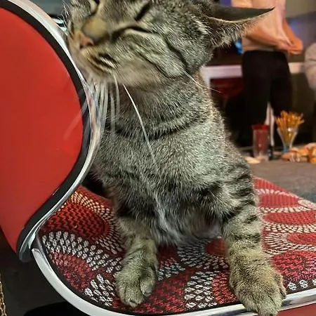 Guest 